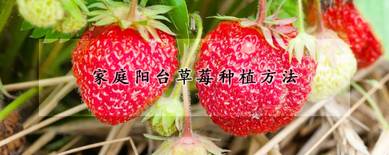 家庭陽台草莓種植方法