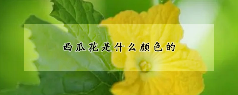 西瓜花是什麼顏色的