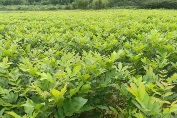 碧根果樹長什麼樣