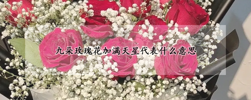 九朵玫瑰花加滿天星代表什麼意思