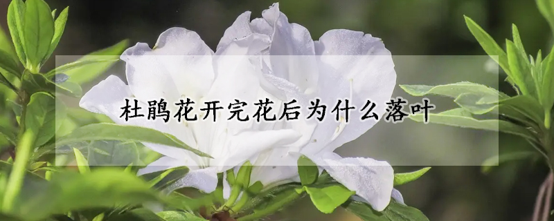 杜鵑花開完花後為什麼落葉