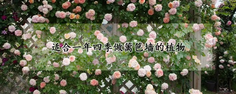 適合一年四季做籬笆牆的植物