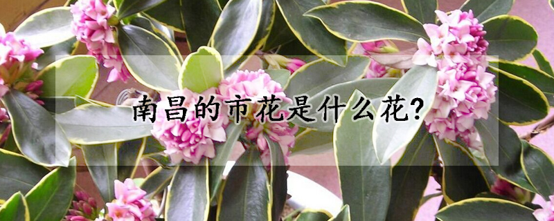 南昌的市花是什麼花?