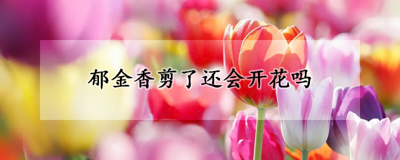 鬱金香剪了還會開花嗎