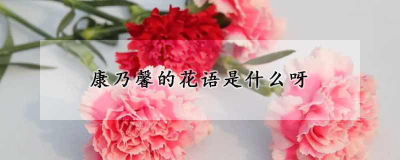 康乃馨的花語是什麼呀