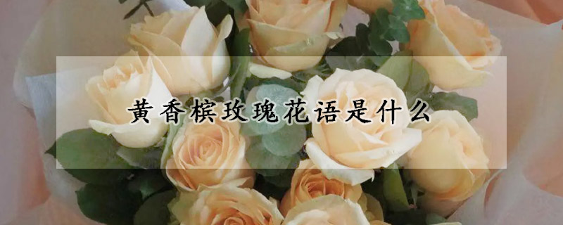 黃香檳玫瑰花語是什麼