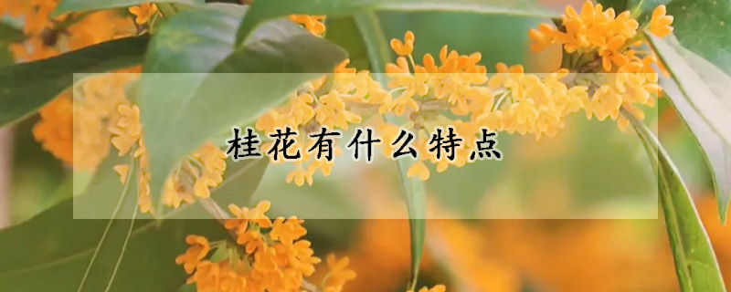 桂花有什麼特點