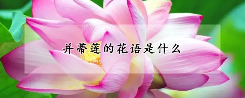 並蒂蓮的花語是什麼