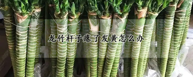 龍竹杆子癟了發黃怎麼辦