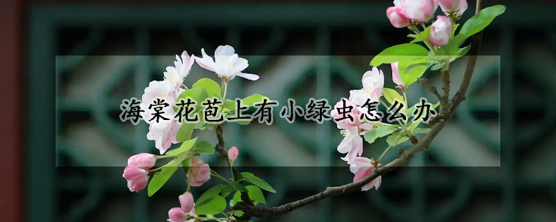 海棠花苞上有小綠蟲怎麼辦