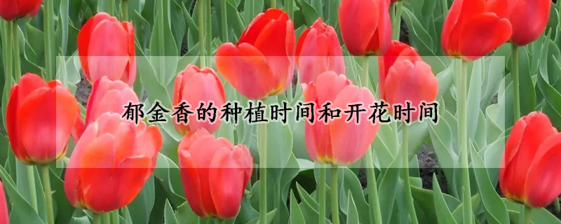 鬱金香的種植時間和開花時間