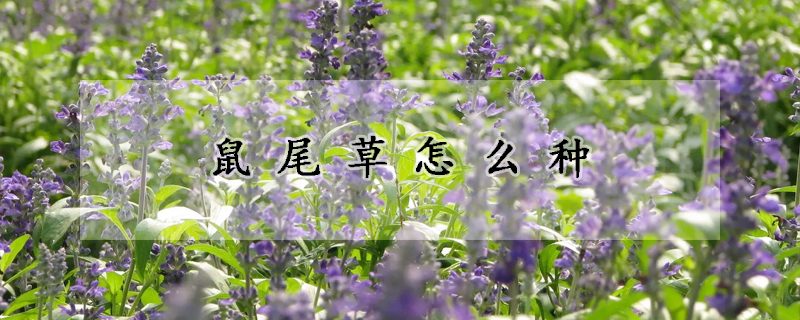 鼠尾草怎麼種