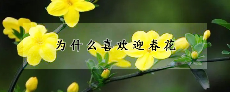 為什麼喜歡迎春花