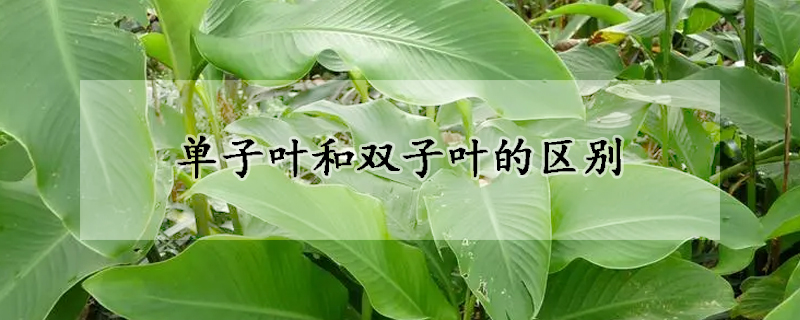 單子葉和雙子葉的區別