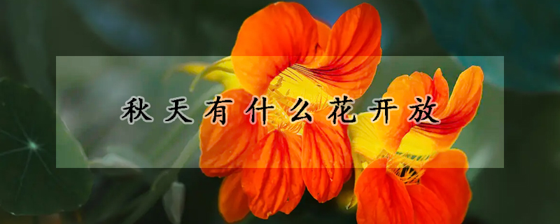 秋天有什麼花開放