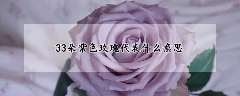 33朵紫色玫瑰代表什麼意思