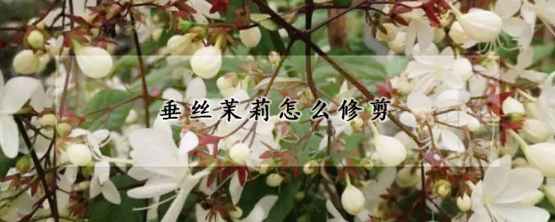 垂絲茉莉怎麼修剪