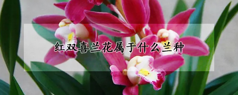 紅雙喜蘭花屬於什麼蘭種
