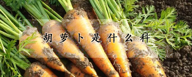 胡蘿卜是什麼科