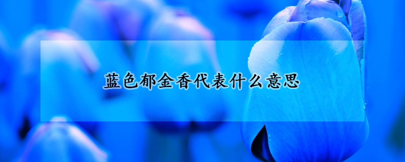 藍色鬱金香代表什麼意思