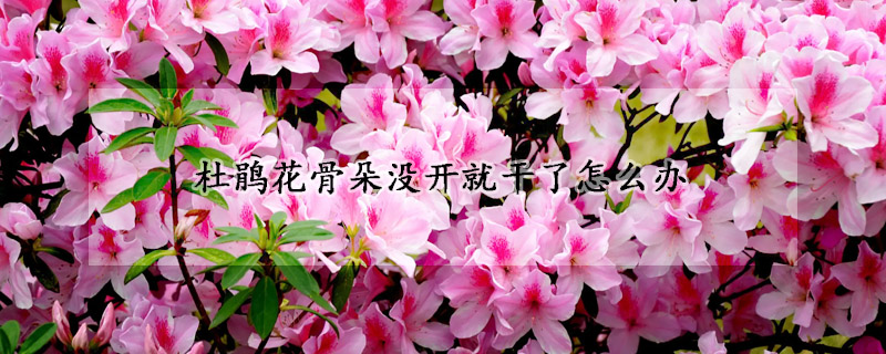 杜鵑花骨朵沒開就幹了怎麼辦