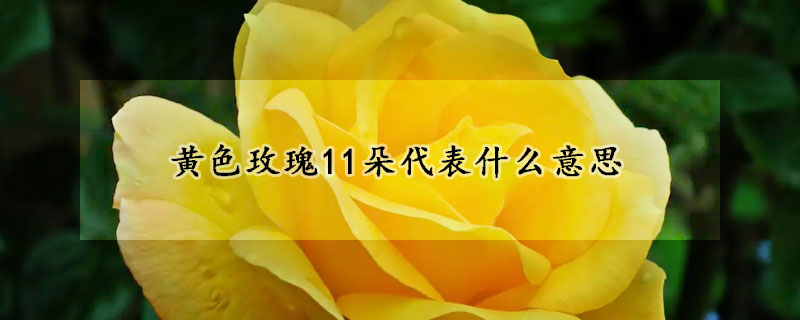 黃色玫瑰11朵代表什麼意思