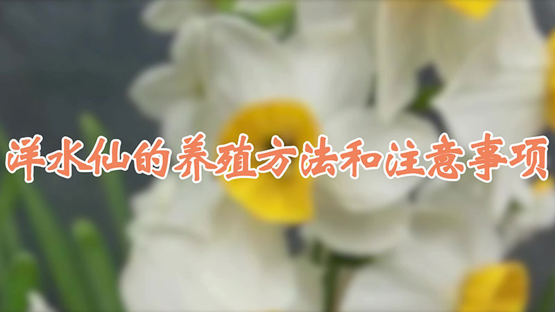 洋水仙的養殖方法和注意事項