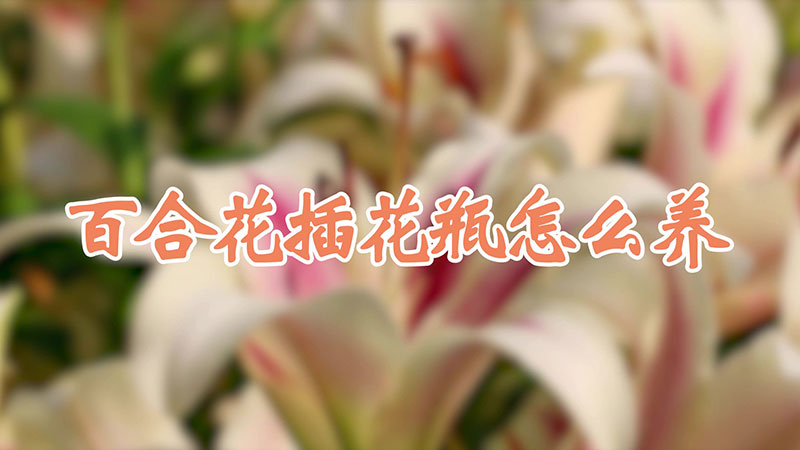 百合花插花瓶怎麼養
