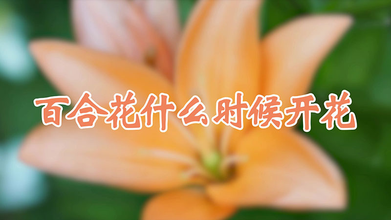 百合花什麼時候開花