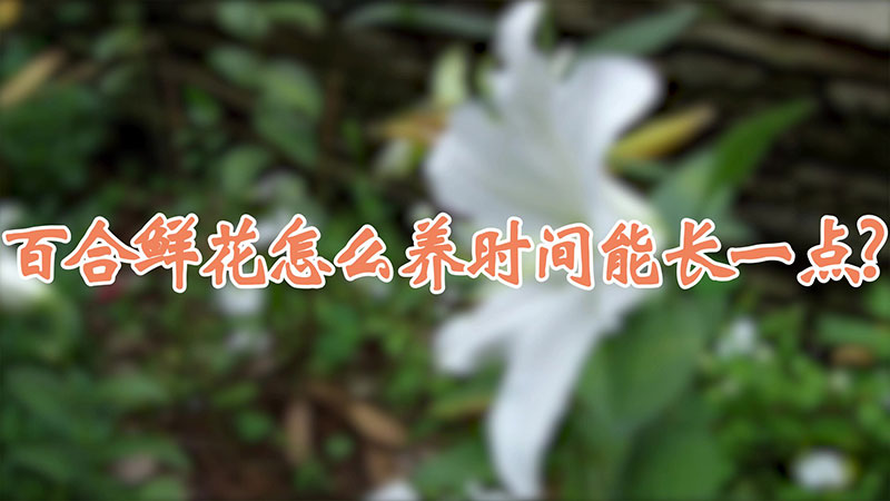 百合鮮花怎麼養時間能長一點?