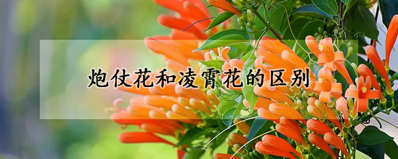 炮仗花和淩霄花的區別