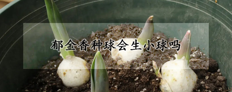 鬱金香種球會生小球嗎