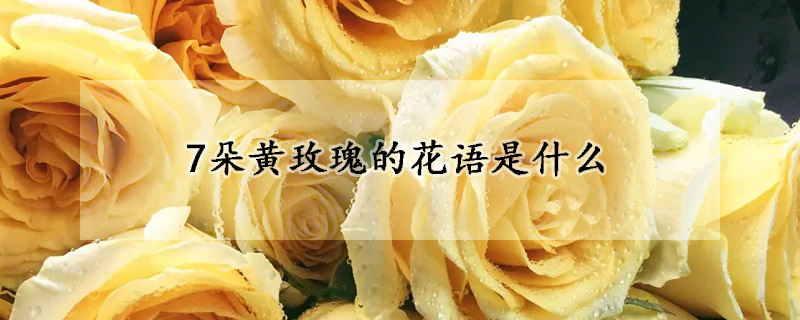 7朵黃玫瑰的花語是什麼