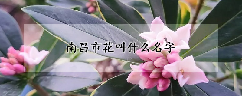南昌市花叫什麼名字