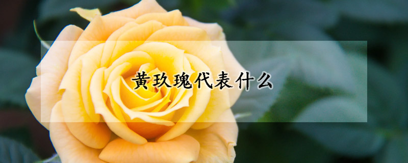 黃玖瑰代表什麼
