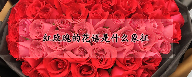 紅玫瑰的花語是什麼象征