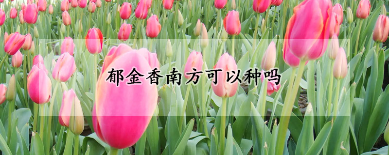 鬱金香南方可以種嗎