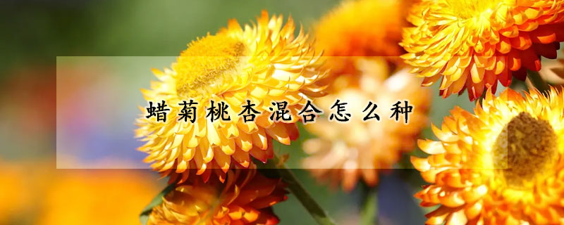 蠟菊桃杏混合怎麼種
