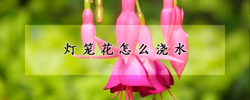 燈籠花怎麼澆水