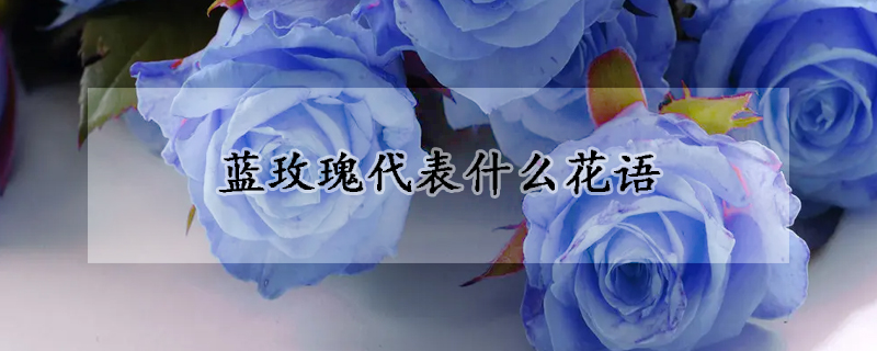 藍玫瑰代表什麼花語