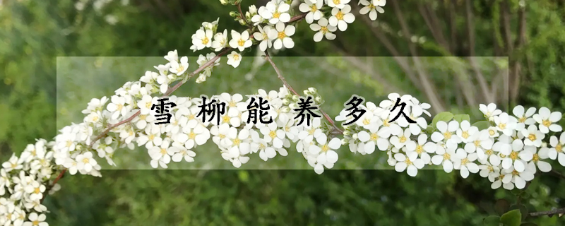 雪柳能養多久