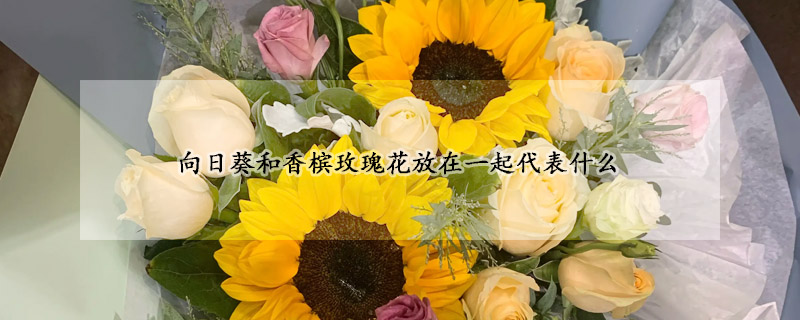 向日葵和香檳玫瑰花放在一起代表什麼
