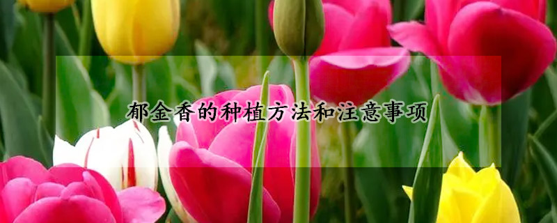 鬱金香的種植方法和注意事項