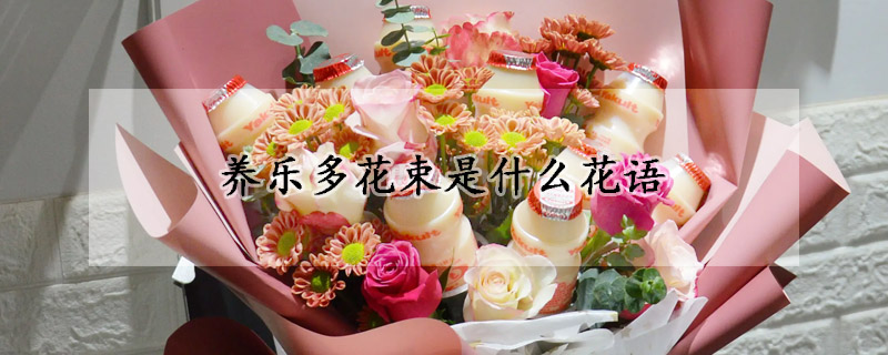 養樂多花束是什麼花語