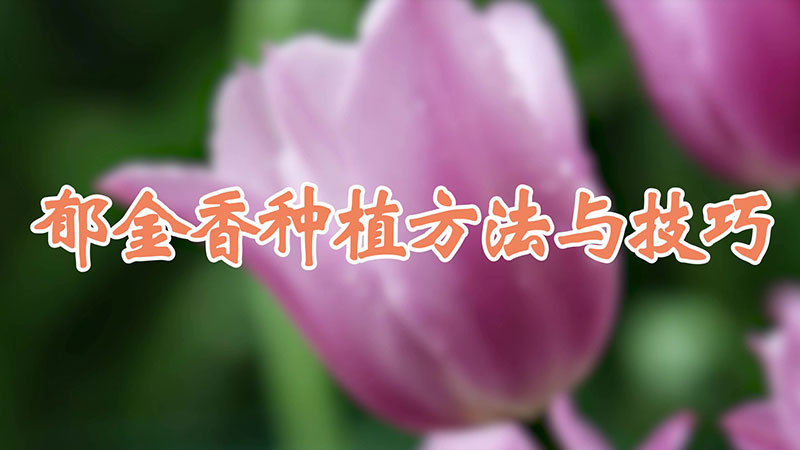 鬱金香種植方法與技巧