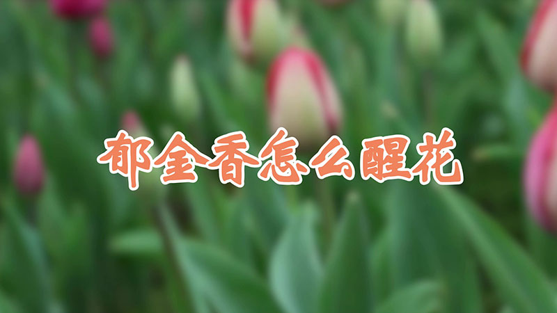鬱金香怎麼醒花