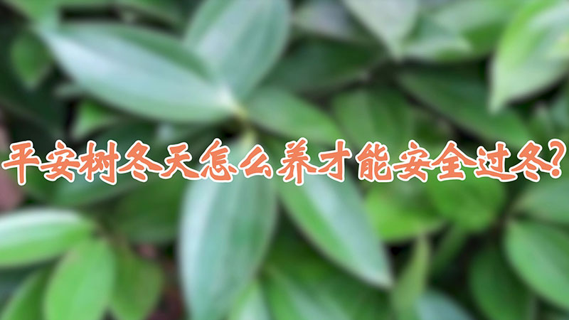 平安樹冬天怎麼養才能安全過冬?