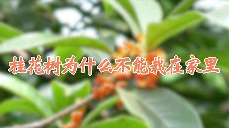桂花樹為什麼不能栽在家裏