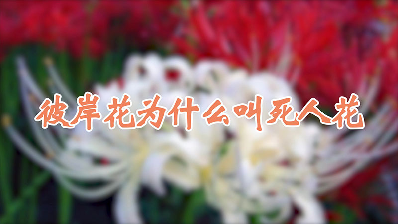 彼岸花為什麼叫死人花