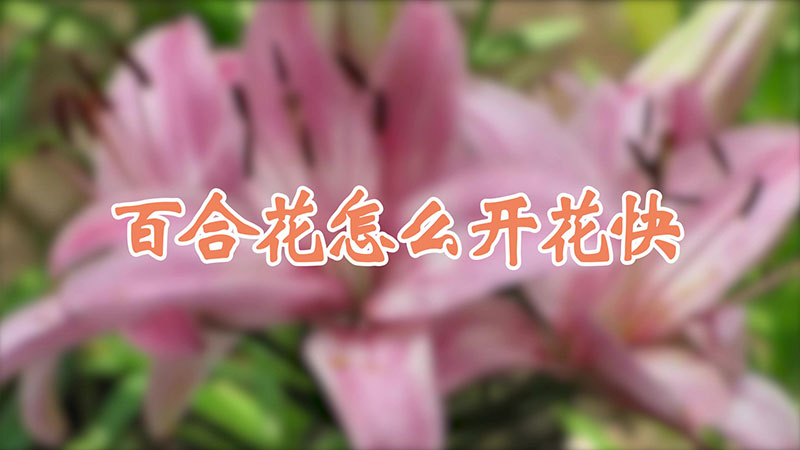 百合花怎麼開花快